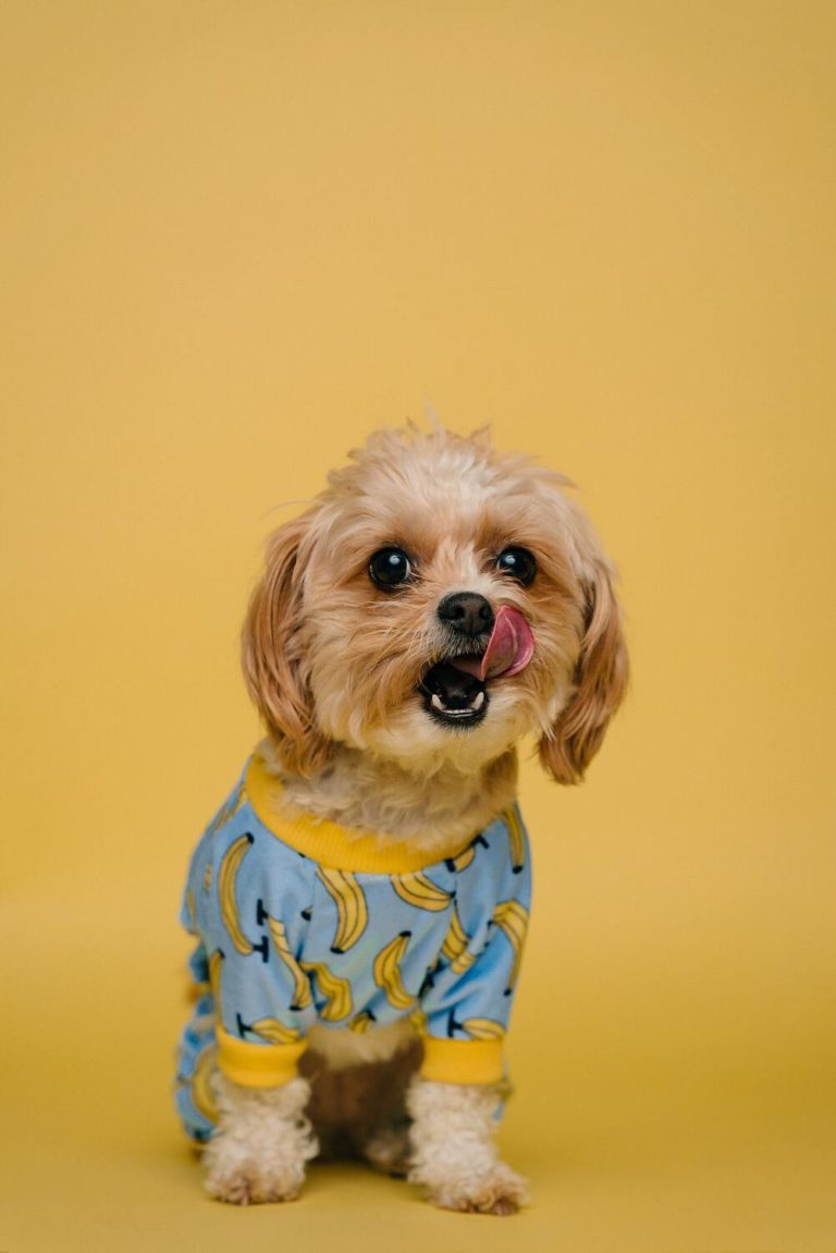 Petfood