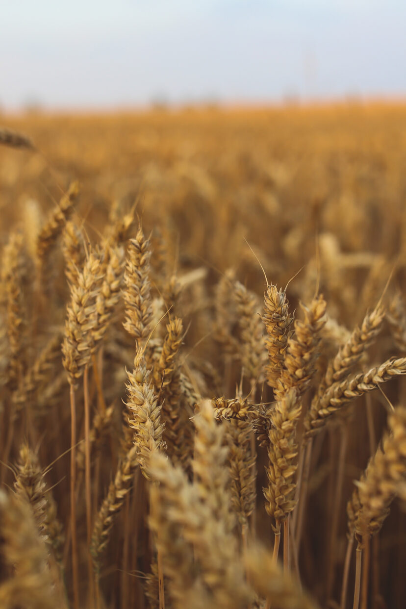 Champ-de-ble-Agrigestion_Outil_métier