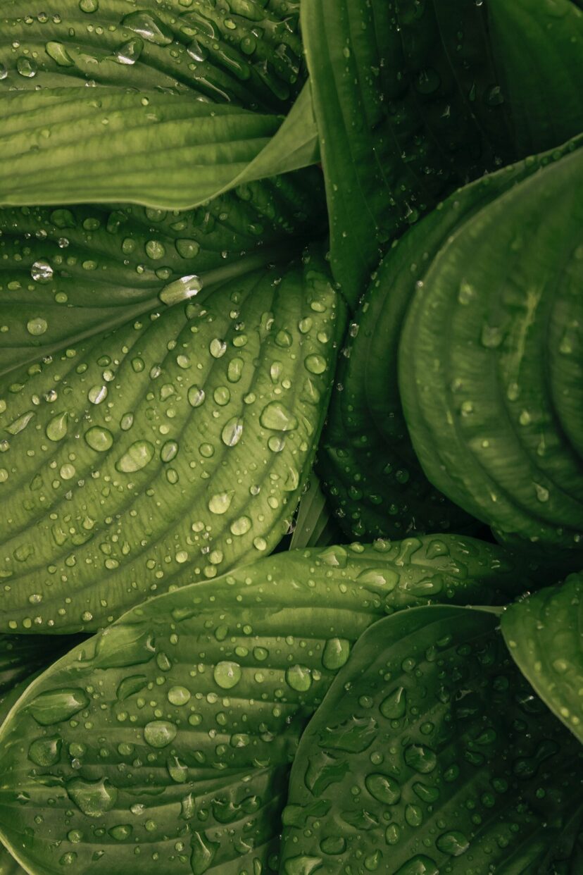 plante