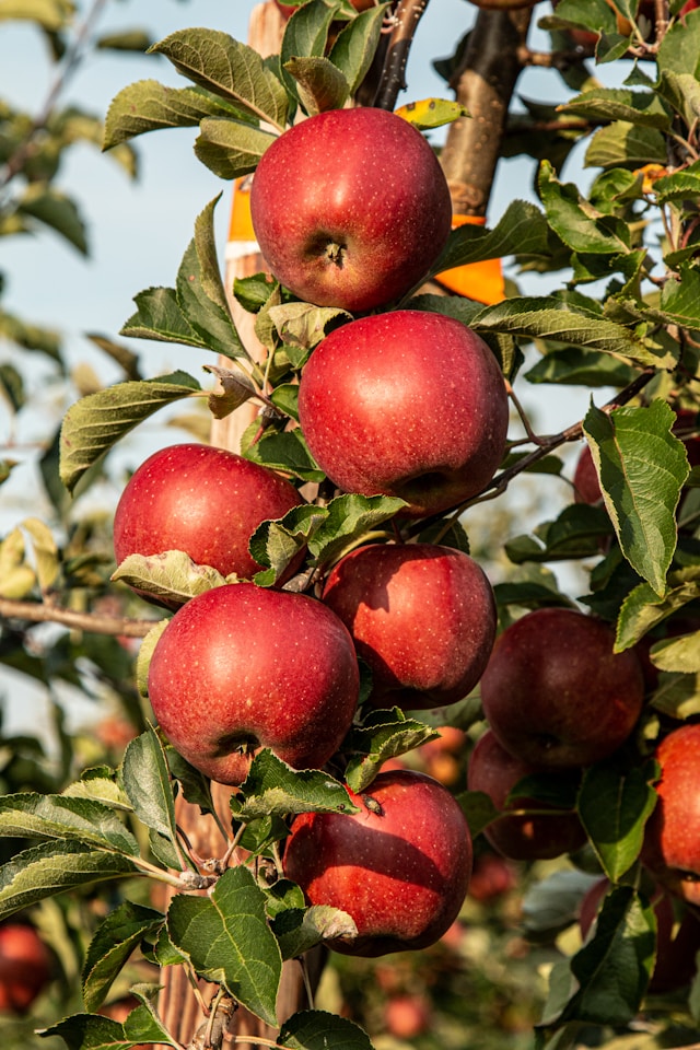 Création du site Internet Les Arbres Fruitiers par Concept Image agence web Rennes